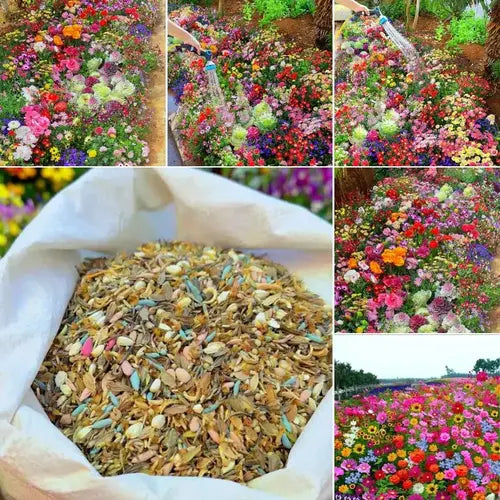 Multiple Variety Of Flower Seeds